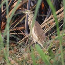 Back Browne Heron