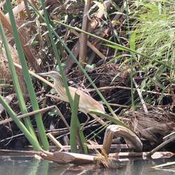 Back Browne Heron vorm Start