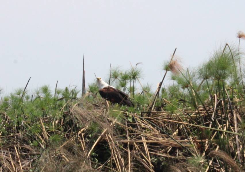 Seeadler