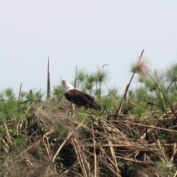 Seeadler