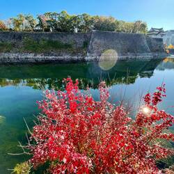 Lightning red plants in front of the outer moat of Osaka Castle