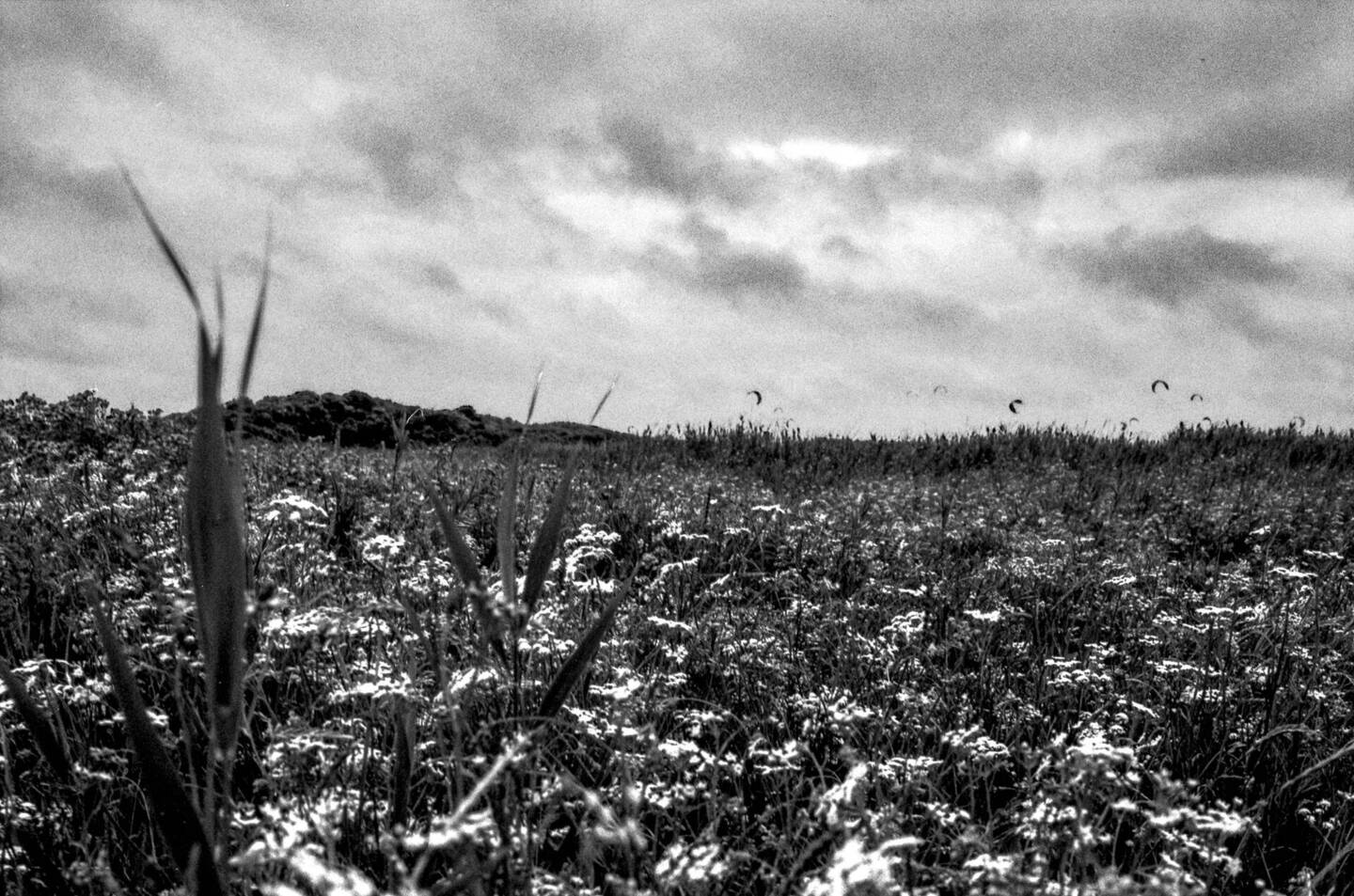 Parnassiavlak Oostvoorne, met zicht op Oostvoorne Kitespot