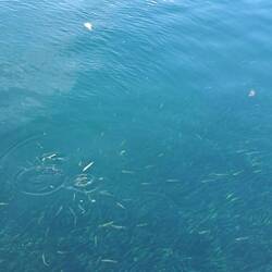 Circle of life....sterbende Pufferfische