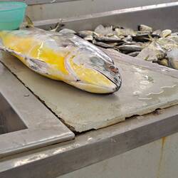 Gelbflossen Thunfisch