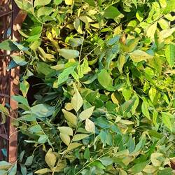 Dieses unidentifizierte Kräuter hatten wir im Essen