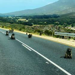 Some Baboons having fun on the street