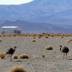 Wild Rheas