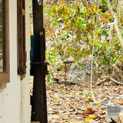 Über Wasser gibts auch Programm - beim Mittagessen sichten wir einen Waran im Dschungel