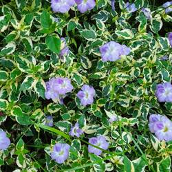 Asystasia gangetica, im Englischen als chinesisches Veilchen bekannt, ein Akanthusgewächs