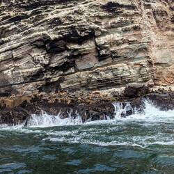 Seelöwen auf der Isla Chuncho