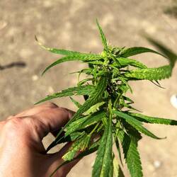 Hanf. Hier: Happy Flower