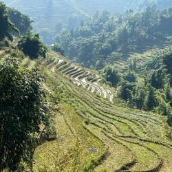 the rice is already harvested