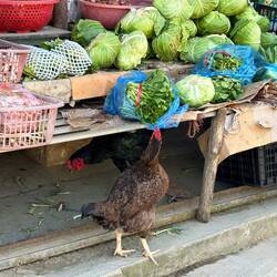 cheeky chicken feasting at the veggie stand