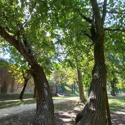 Parco dell'isola Carolina