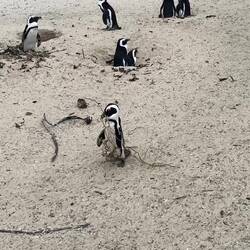 Gathering some nest material