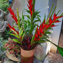 Eine Heliconia bihai, Roter Paululus, wirkt stets sehr dekorativ