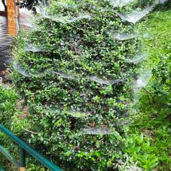 Spinnwebdekorationen