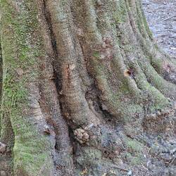 Asiatische Killerhornisse :-) sind echt ganz schön fett