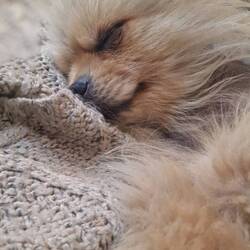 Leo is enjoying his snuggles in these cooler days