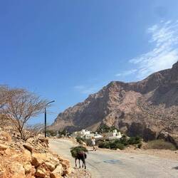 Jumas Cousins bei der Arbeit....zumindest 1 der 69