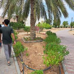 Das ist Basilikum am Wegesrand