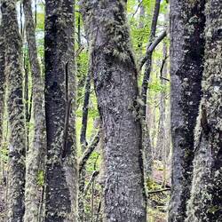 Besondere Flechten an den Bäumen