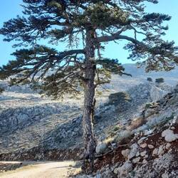As altitude increases, trees become rare. Rare cyclist falls in love with lovely pine.