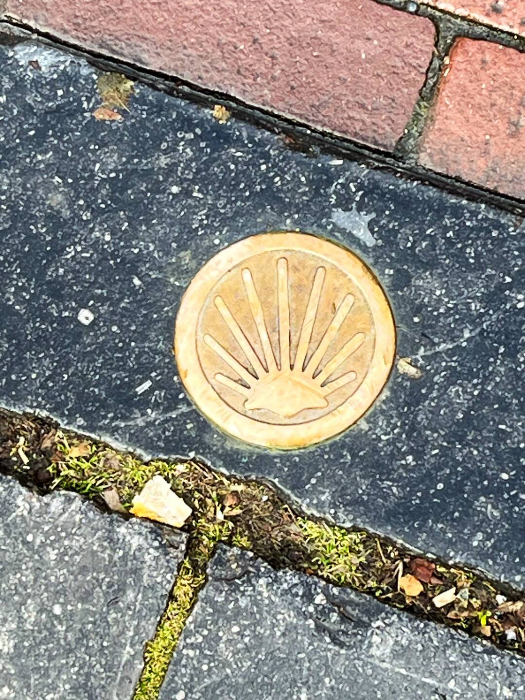 The Camino shell