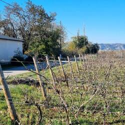Früher baute Urgrossvater Louis hier Aprikosen an. Heute setzt sein Urenkel auf Wein!