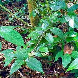 Wer findet die Schlange?