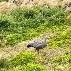 Cape Barren goose