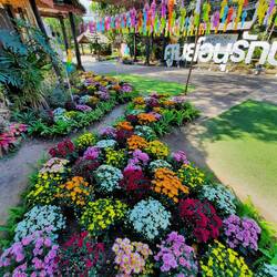 Chrysanthemen haben wir aber auch bei uns zu Hause!