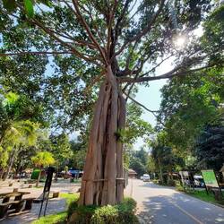 Hier wächst ein Baum um einen anderen herum