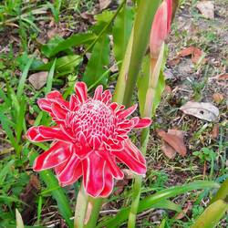 Blüte des Fackelingwers (Ettlingera elatior)
