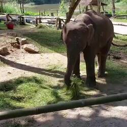 Elefant macht sich Grasbüschel maulgerecht, indem er es mehrfach gegen sein Bein schlägt