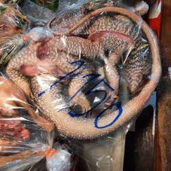 Küchenfertig zubereiteter Leguan