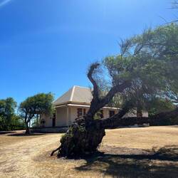 We visited Greenough historic village - now uninhabited. Horizontal trees due to the wind