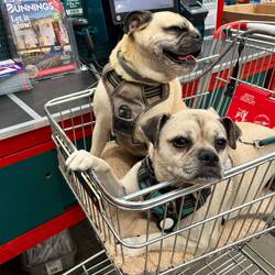 The dogs always enjoy a ride around Bunnings