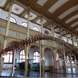 Natural Museum