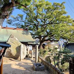 Een kamferboom bij de oudste Jinja in de stad.