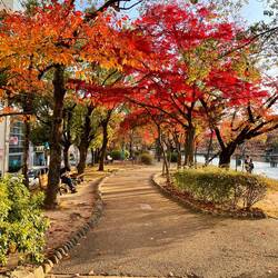Trees along the "Promenade of Peace" in Hiroshima