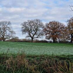 These 4 oaks seemed to be in progressive stages of hibernation