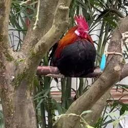 a bisserl spät dran, der Pomelo-Hahn