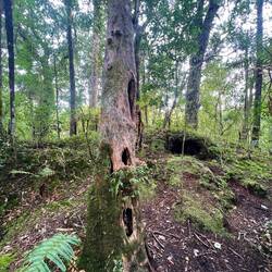 E Boum wo Löcher het