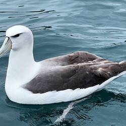 Albatross