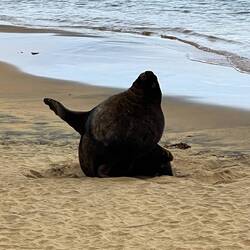 Der Seelöi winkt üs zue