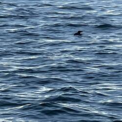 Der chlinscht Pinguin uf der Wält