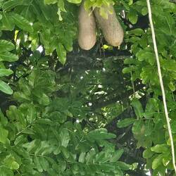 Elefanteneier Baum 😁