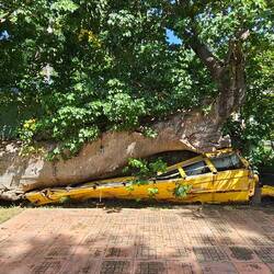 Durch den Hurricane wurde der Bus in den Baum geschleudert