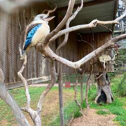 Kookaburra 😍😍😍